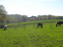 Pasture Photo 1