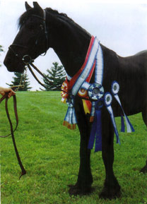 Horse with Ribbons