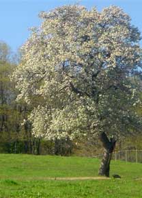 Tree in Pasture Photo